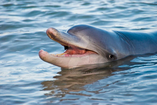 Dolphin Smile