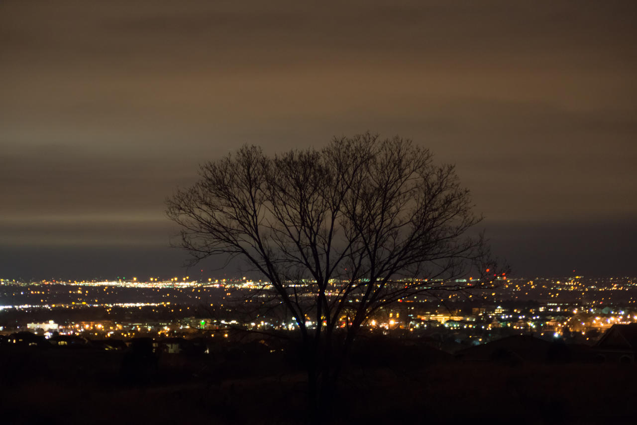 Night Tree