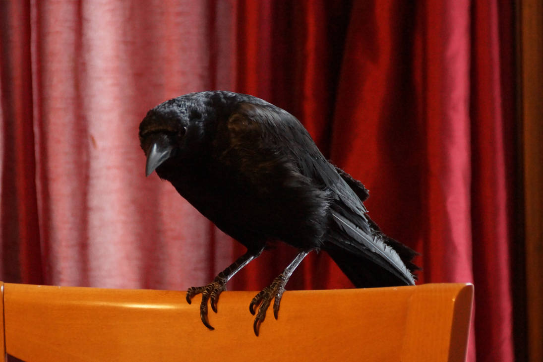 Crow Boy by bowtiephotography Crow Boy by bowtiephotography