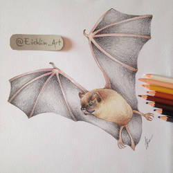 Bat , pencil on paper.