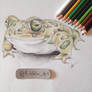 Frog , pancil on paper