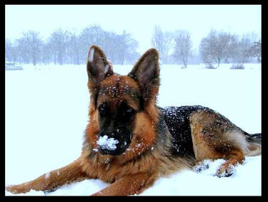 Snow on the nose