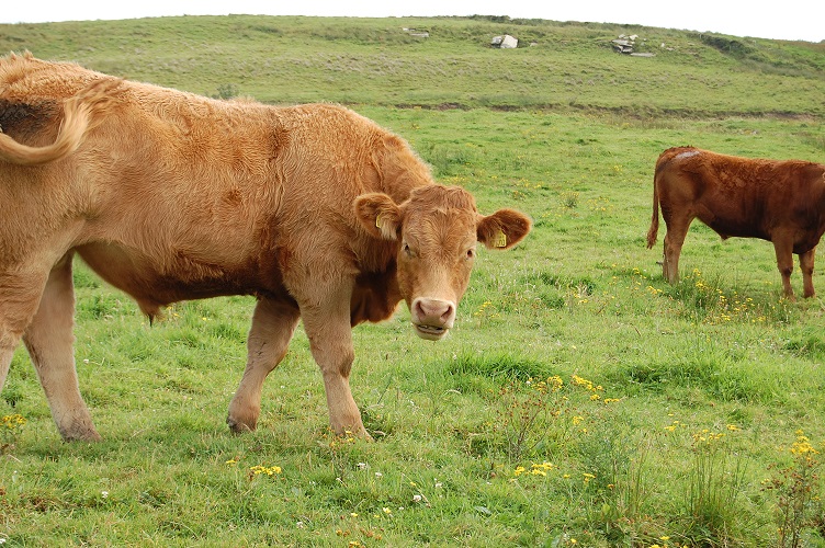 Irish Cow