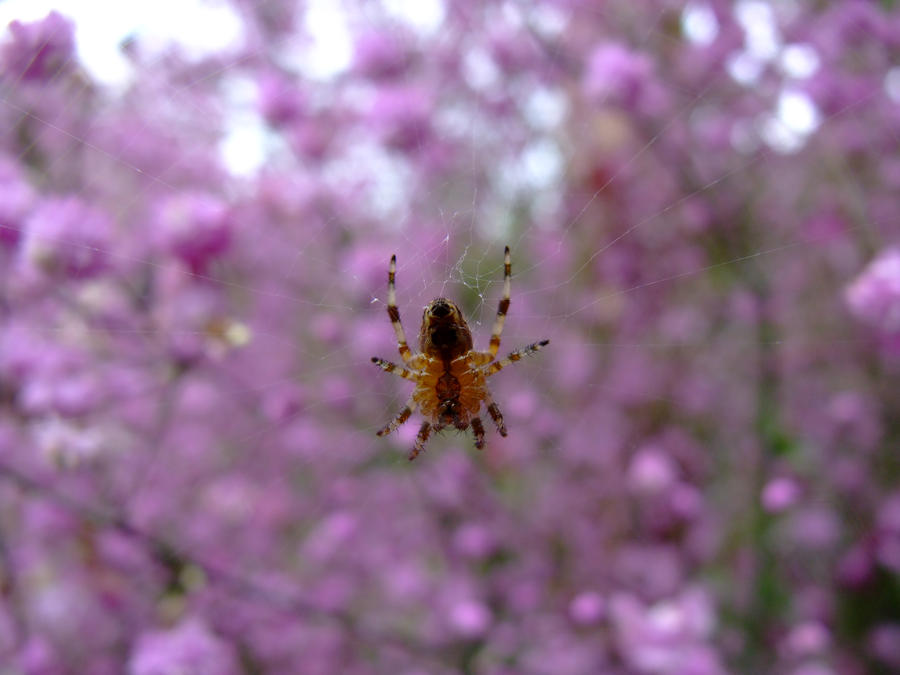 Pink Apider spiders love pink by ThatGirl2 on DeviantArt