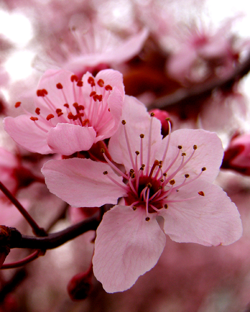 Flowers II