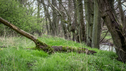 Forest Path