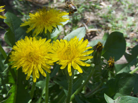 Dandelion yellow flower