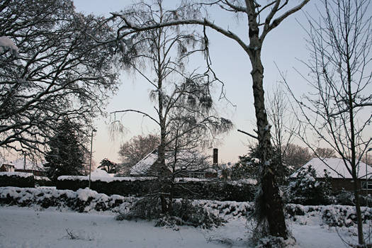 crowd of trees