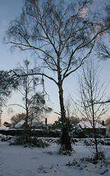 spikey trees and lazy trees