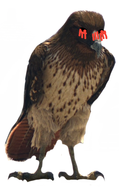 Demented Hawk (Rango) by AidanYeckley09 on DeviantArt