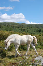 Fjord horse foal stock 6