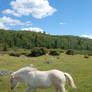 Fjord horse foal stock 7