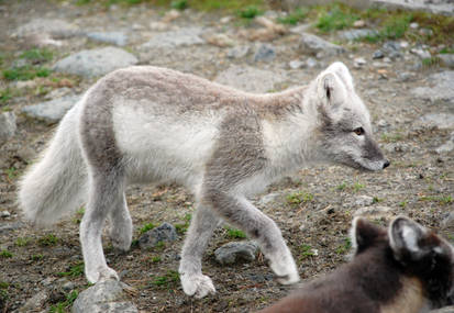 Arctic fox stock