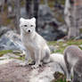Arctic fox stock 4