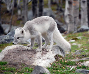 Arctic fox stock 5