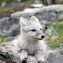 Arctic fox stock 6
