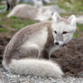 Arctic fox stock 7