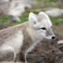 Arctic fox stock 8