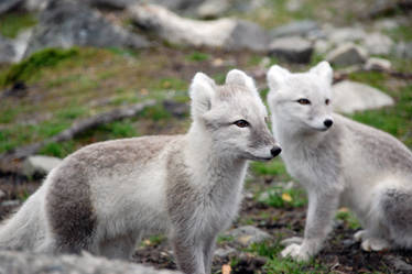 Arctic fox stock 9