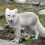 Arctic fox stock 10
