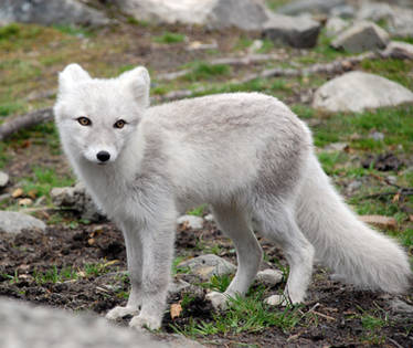 Arctic fox stock 10