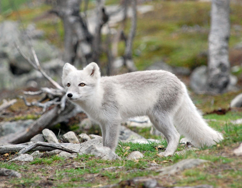 Arctic fox stock 11