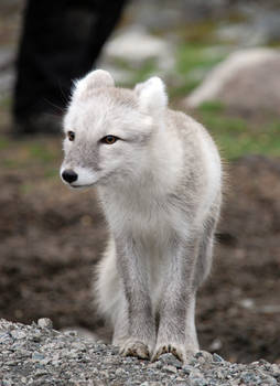 Arctic fox stock 13