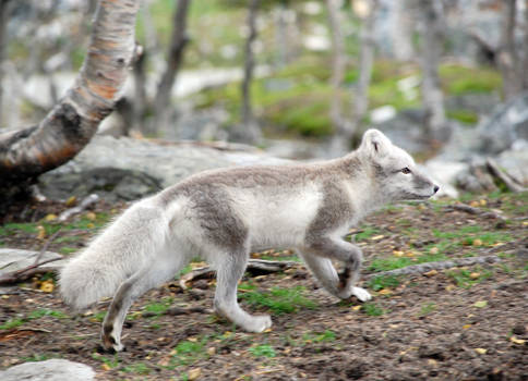 Arctic fox stock 16
