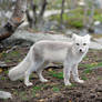 Arctic fox stock 17