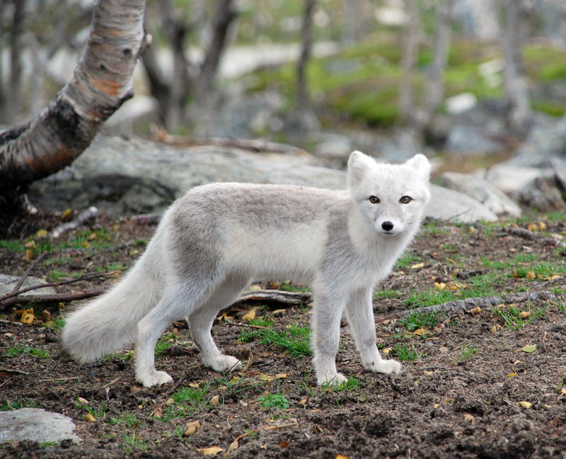 Arctic fox stock 17