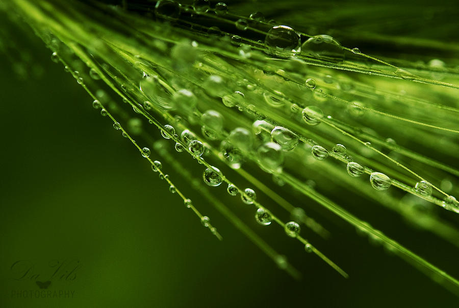 Tears of Joy by Davils-Photography Tears of Joy by Davils-Photography