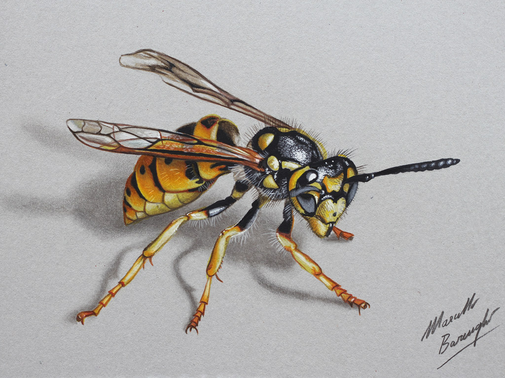 Wasp DRAWING