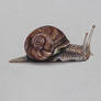 Snail DRAWING by Marcello Barenghi
