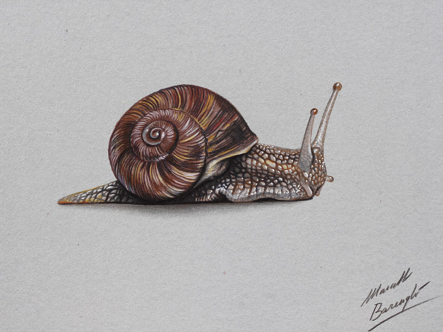 Snail DRAWING by Marcello Barenghi