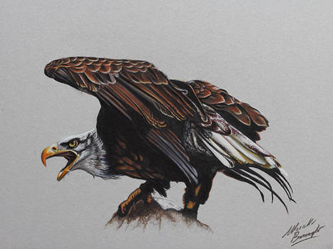 Eagle DRAWING by Marcello Barenghi