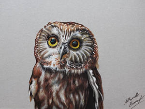 Civetta Owl DRAWING