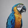 Blue and Gold Macaw Parrot drawing