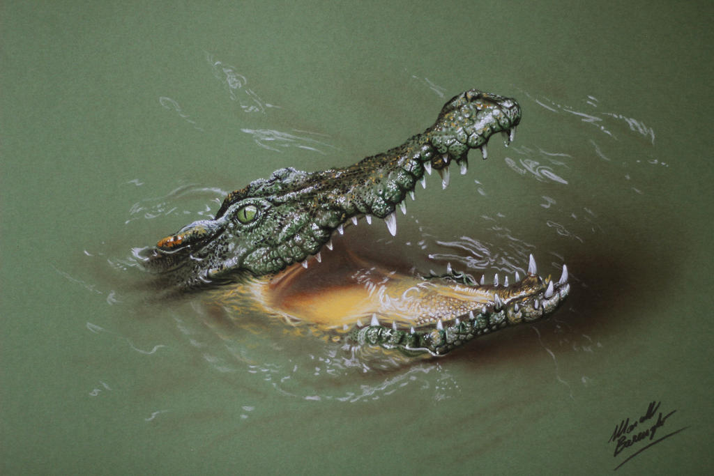 Cool Crocodile DRAWING by Marcello Barenghi by marcellobarenghi on