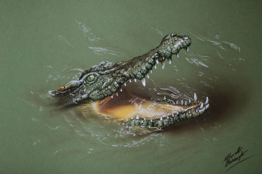 Cool Crocodile DRAWING by Marcello Barenghi