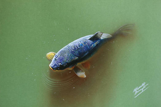 Colorful carp in the pond DRAWING