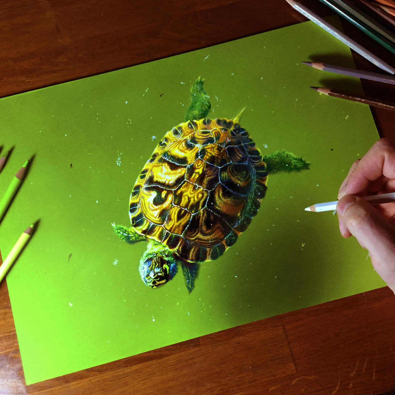 Turtle Drawing by marcellobarenghi on DeviantArt