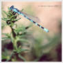 Dragonfly,