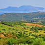 Gulf of Olbia