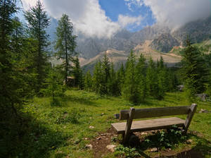 There is a bench in the woods