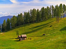 Trees and meadows