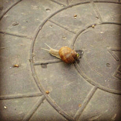 urban snail