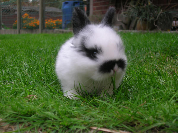 Baby rabbit by Daftje on DeviantArt