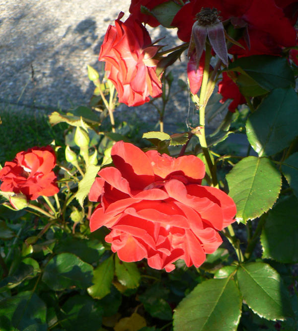 Larp Roses Roses03 by jbear83 on DeviantArt