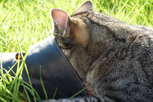 Cat in the shoe