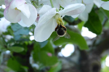 Little bee on a apple-tree~